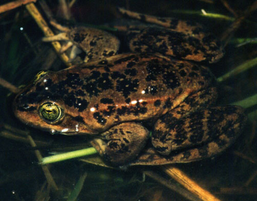 spottedfrog